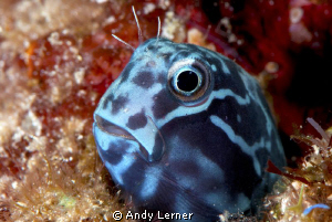 Nice cooperative blenny in Raja Ampat by Andy Lerner 